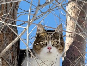 小猫“悟空”的逝去，和一大群人的丧亲之痛