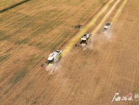 新疆“第一镰”在喀什开启夏收自南向北推进