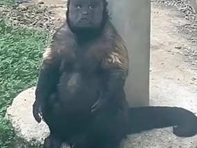 合肥通报：网红方脸猴“大壮”因病死亡