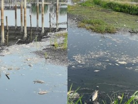 湖南华容县一湖泊水体黑臭、大量死鱼？当地多部门回应