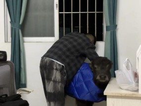 广东男子在出租屋养牛，曾被房东赶出：养牛为提醒自己要时刻努力上进