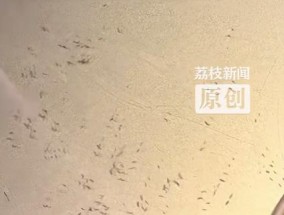 杭州一顾客就餐发现餐桌上一堆蛆在爬，店方：已给客人免单