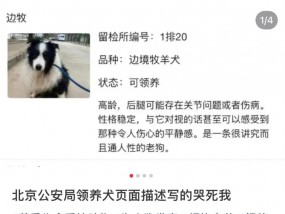 “北京公安局领养犬页面描述哭死我”