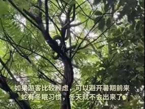 普陀山树上盘踞长蛇引游客拍照围观！景区：各种类型的毒蛇都有，一般不攻击人