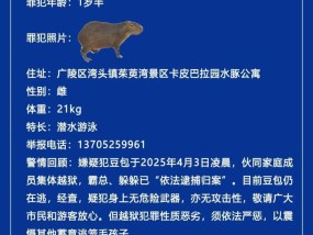 卡皮巴拉“豆包”出逃40天，江苏扬州一动物园发悬赏公告